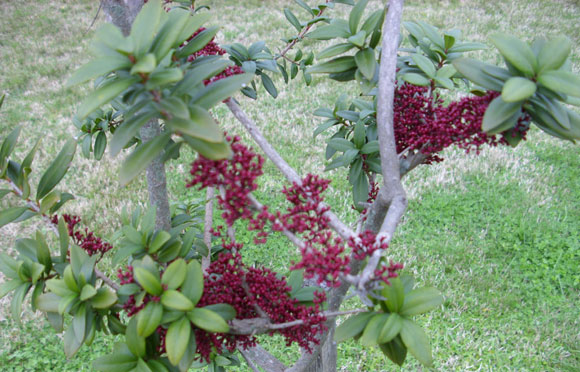 Levitra rezeptfrei kaufen forum